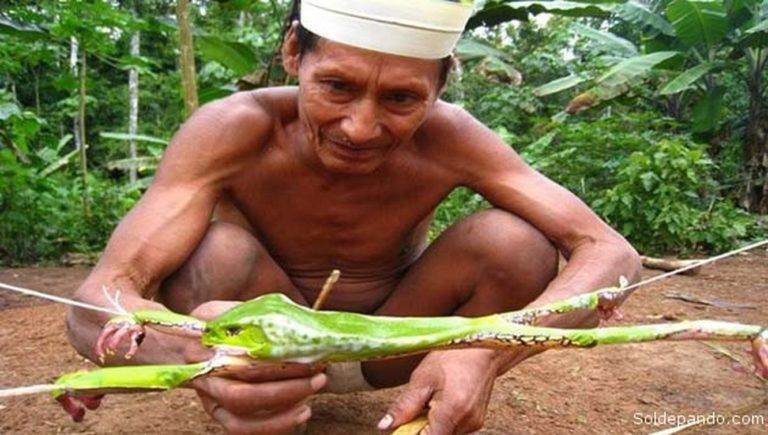 Ритуалы бразильских шаманов с использованием психоделической лягушки камбо распространяются по всему миру