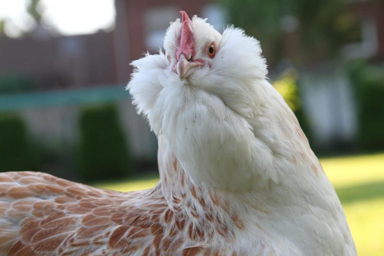 В Таиланде каннабис заменил антибиотики при выращивании цыплят