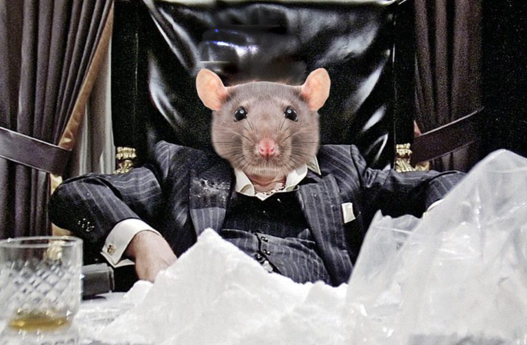 В мозге крыс есть выключатель пристрастия к кокаину — обнаружили китайские ученые