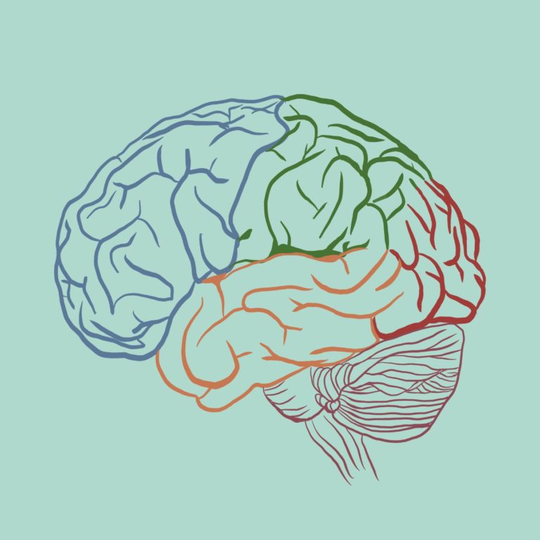 На какие области мозга влияет употребление ПАВ? Механизмы формирования зависимости